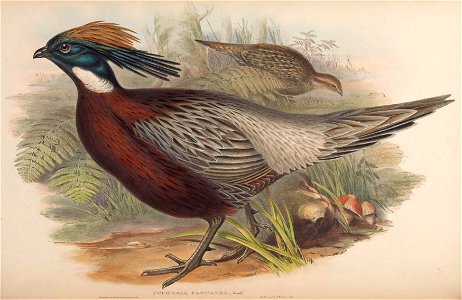 BirdsAsiaJohnGoVIIGoul 0116
