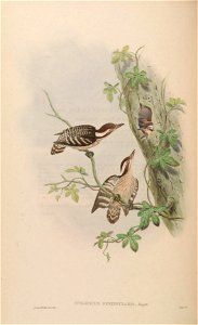 BirdsAsiaJohnGoVIGoul 0140