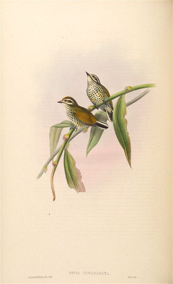 BirdsAsiaJohnGoVIGoul 0164