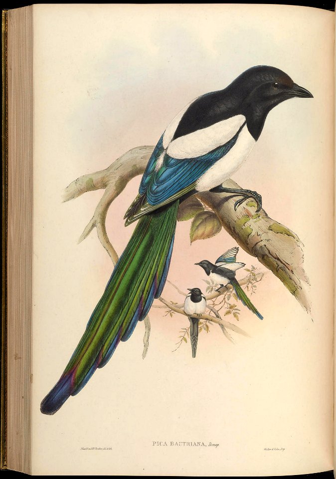 BirdsAsiaJohnGoVGoul 0232