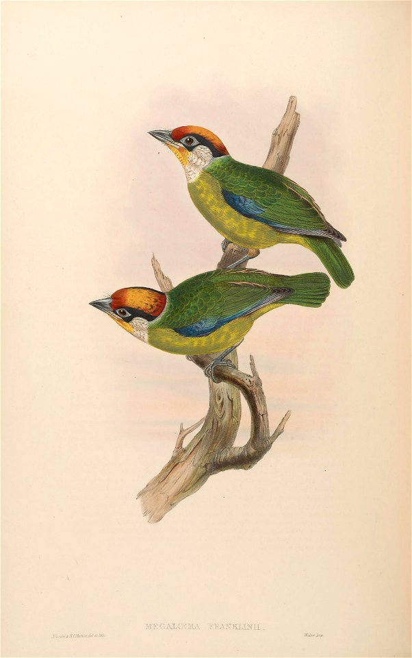 BirdsAsiaJohnGoVIGoul 0208