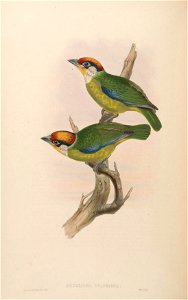BirdsAsiaJohnGoVIGoul 0208