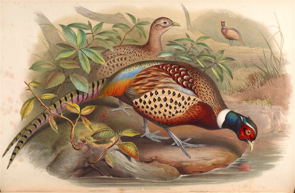 BirdsAsiaJohnGoVIIGoul 0164