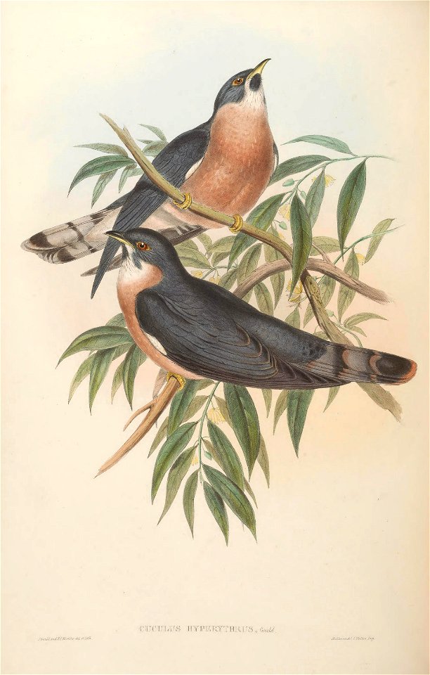 BirdsAsiaJohnGoVIGoul 0180