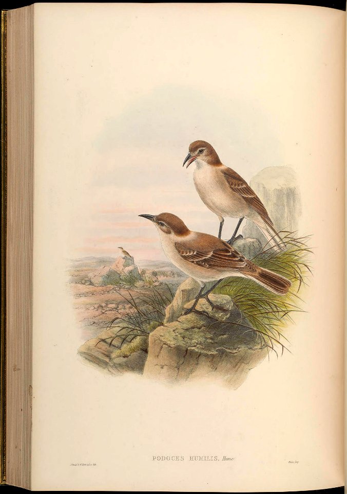 BirdsAsiaJohnGoVGoul 0260