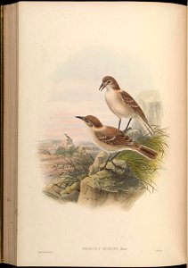BirdsAsiaJohnGoVGoul 0260