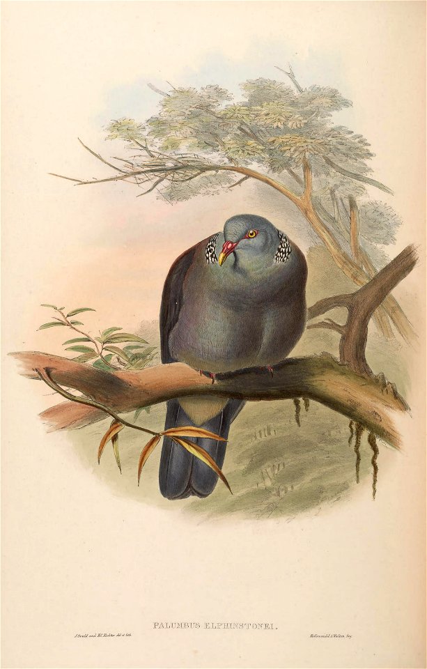BirdsAsiaJohnGoVIGoul 0236