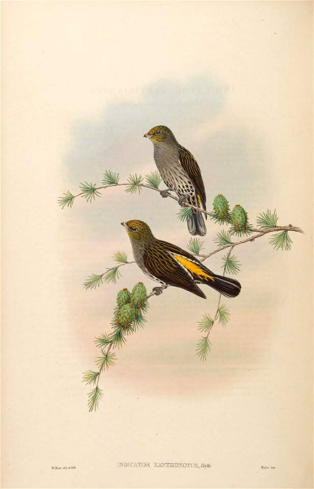 BirdsAsiaJohnGoVIGoul 0200