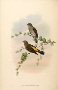 BirdsAsiaJohnGoVIGoul 0200
