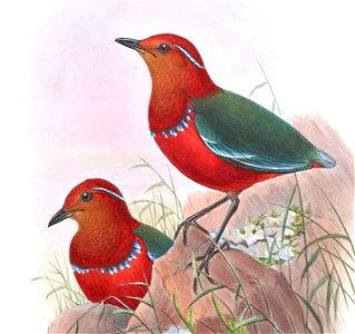 BirdsAsiaJohnGoVGoul 0284, crop