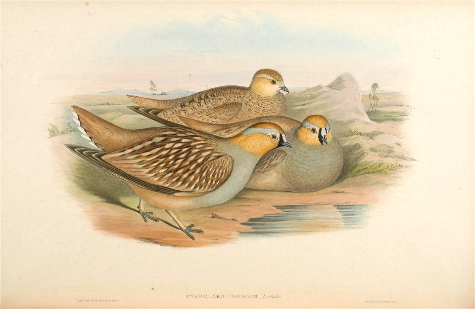 BirdsAsiaJohnGoVIGoul 0260