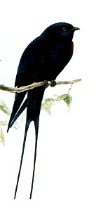 Birdsofsouthafri00lay 0424a