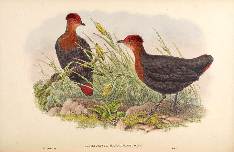 BirdsAsiaJohnGoVIGoul 0288