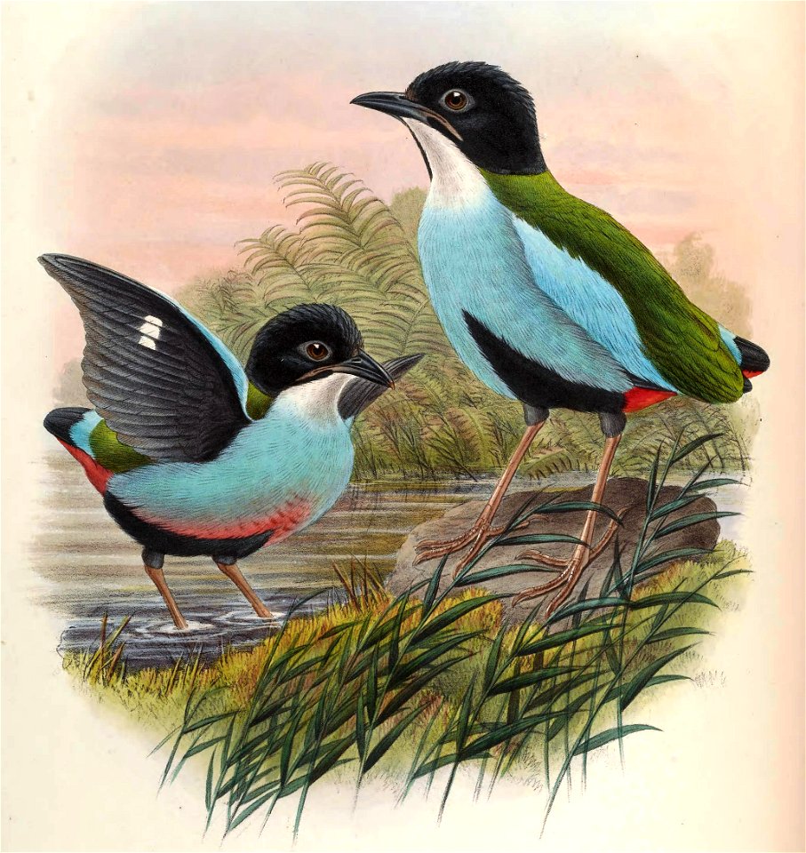 BirdsAsiaJohnGoVGoul 0304, b