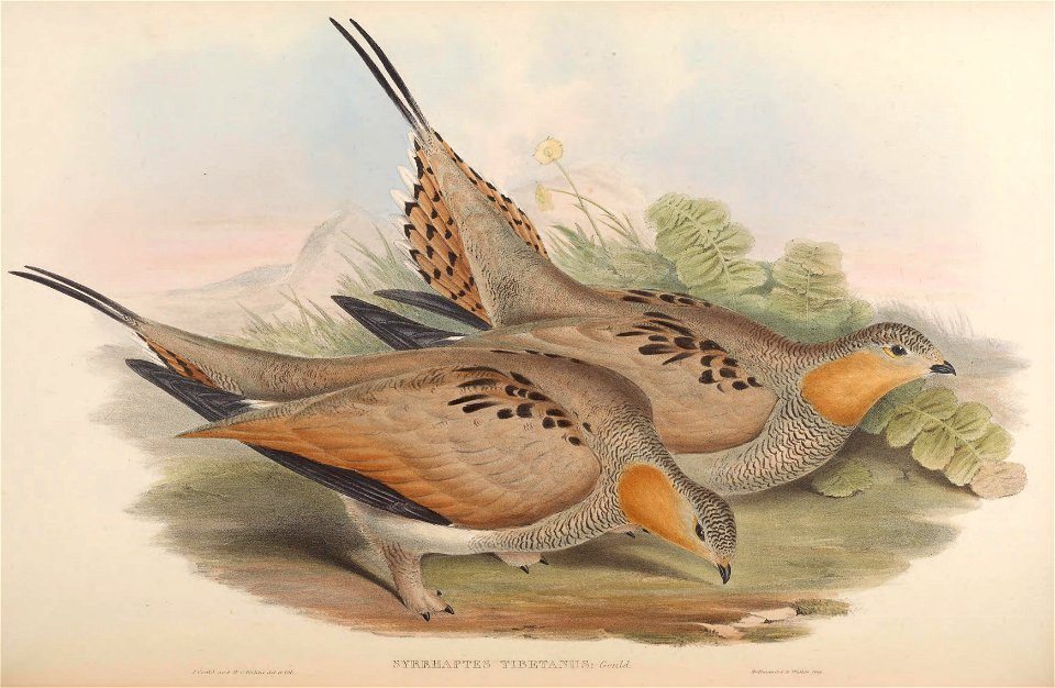 BirdsAsiaJohnGoVIGoul 0252