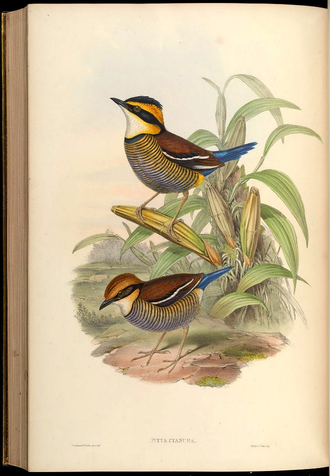 BirdsAsiaJohnGoVGoul 0316