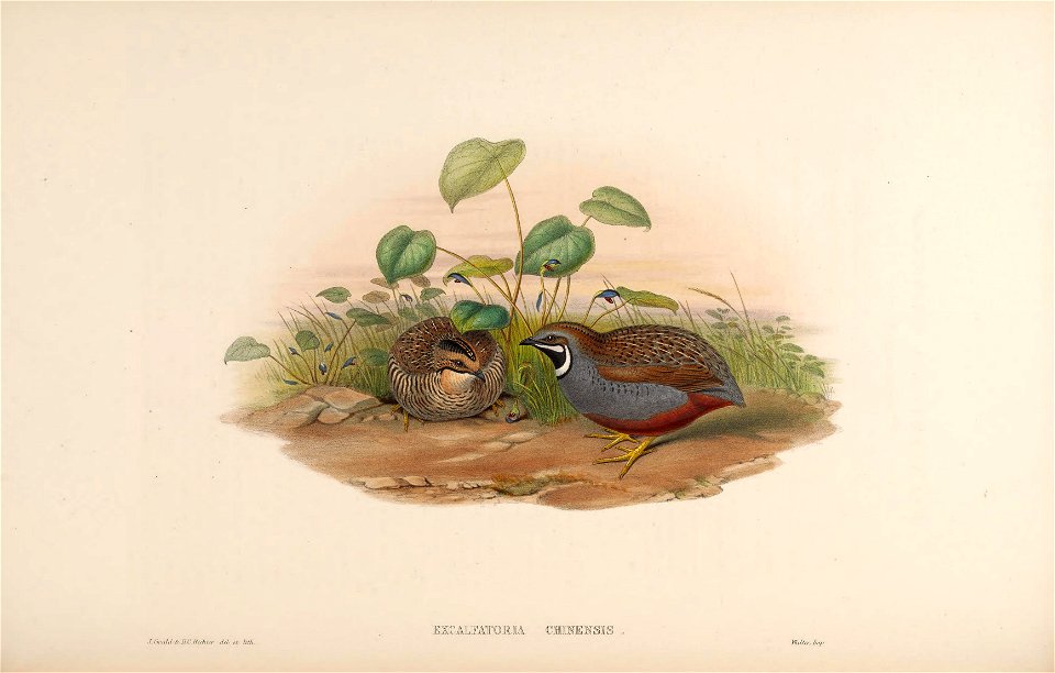 BirdsAsiaJohnGoVIIGoul 0032