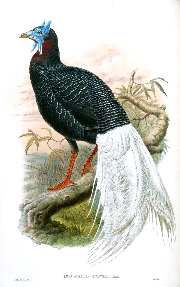 BirdsAsiaJohnGoVIIGoul 0060