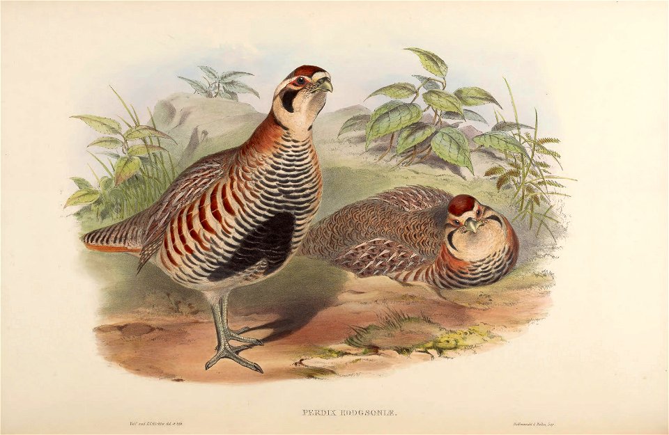 BirdsAsiaJohnGoVIGoul 0304