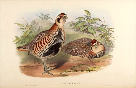 BirdsAsiaJohnGoVIGoul 0304