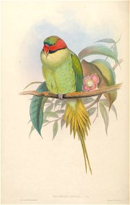 BirdsAsiaJohnGoVIGoul 0024