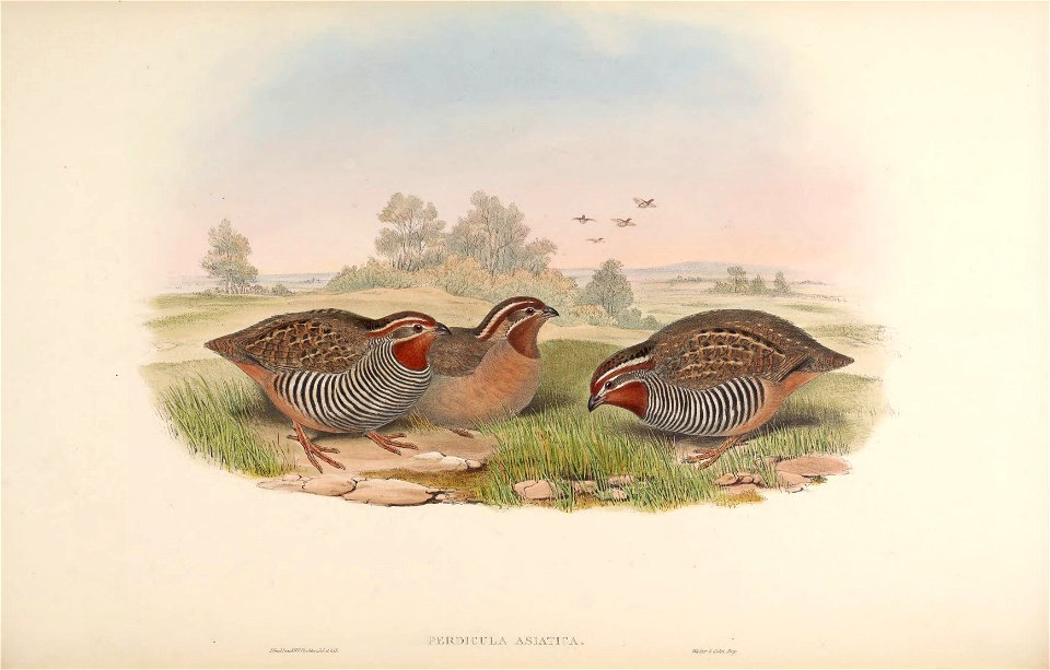 BirdsAsiaJohnGoVIIGoul 0024