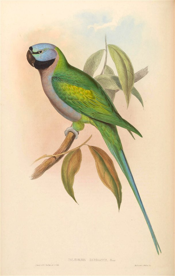 BirdsAsiaJohnGoVIGoul 0044