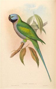 BirdsAsiaJohnGoVIGoul 0044