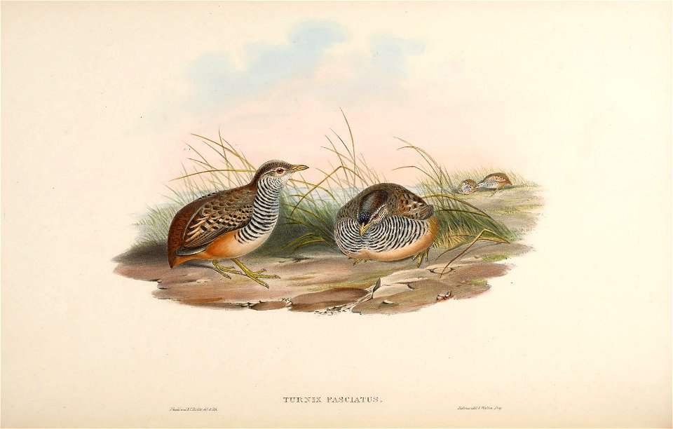 BirdsAsiaJohnGoVIIGoul 0052