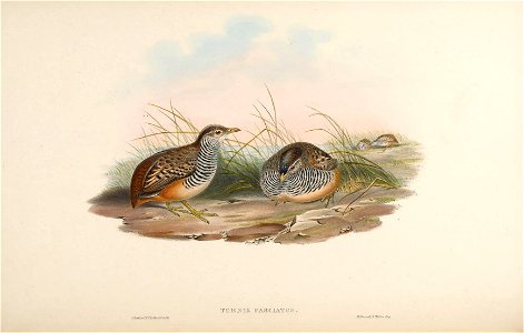 BirdsAsiaJohnGoVIIGoul 0052