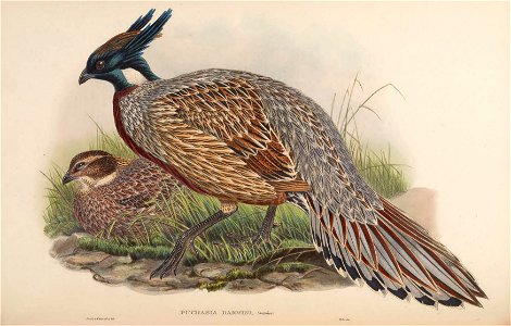 BirdsAsiaJohnGoVIIGoul 0108