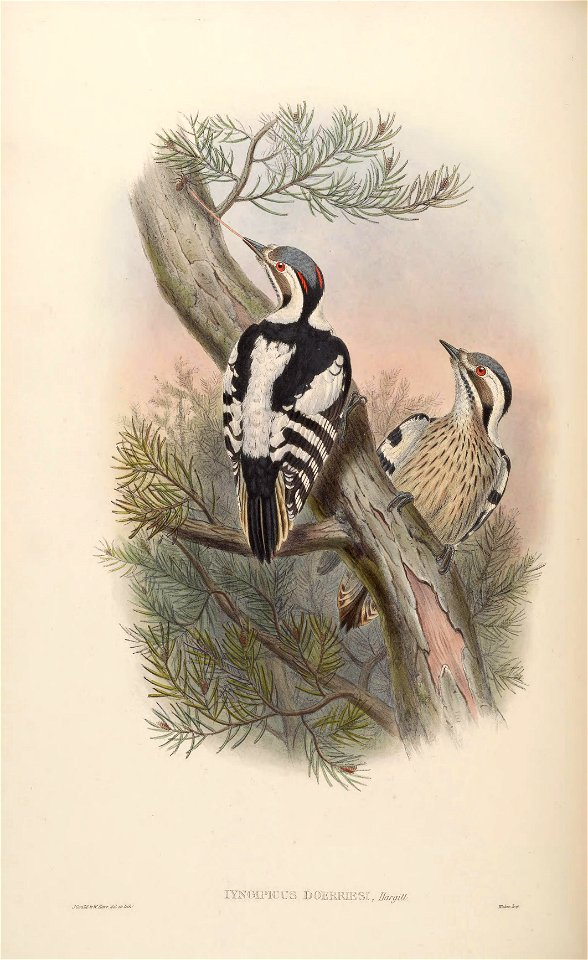 BirdsAsiaJohnGoVIGoul 0096