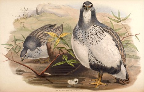 BirdsAsiaJohnGoVIIGoul 0132