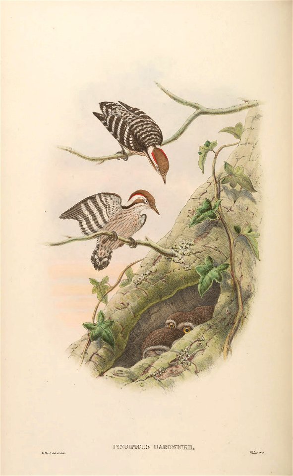 BirdsAsiaJohnGoVIGoul 0120