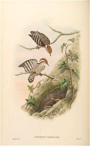 BirdsAsiaJohnGoVIGoul 0120