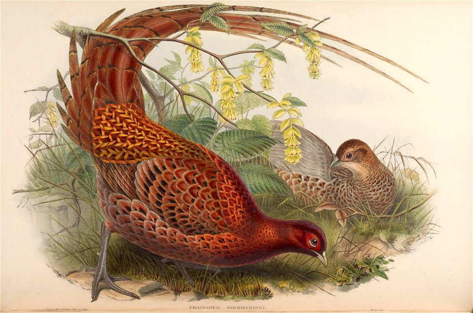 BirdsAsiaJohnGoVIIGoul 0156