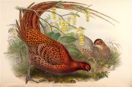 BirdsAsiaJohnGoVIIGoul 0156