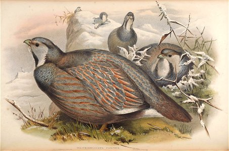 BirdsAsiaJohnGoVIIGoul 0124