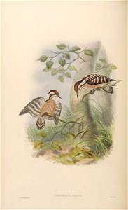 BirdsAsiaJohnGoVIGoul 0144