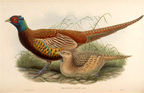 BirdsAsiaJohnGoVIIGoul 0148