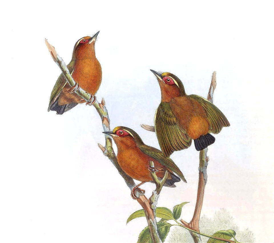 BirdsAsiaJohnGoVIGoul 0168, crop