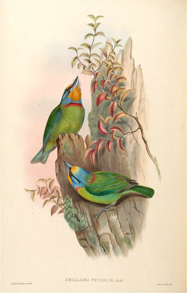 BirdsAsiaJohnGoVIGoul 0204