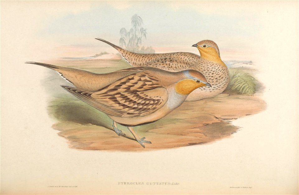 BirdsAsiaJohnGoVIGoul 0256
