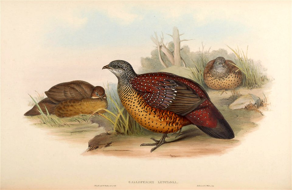 BirdsAsiaJohnGoVIGoul 0284