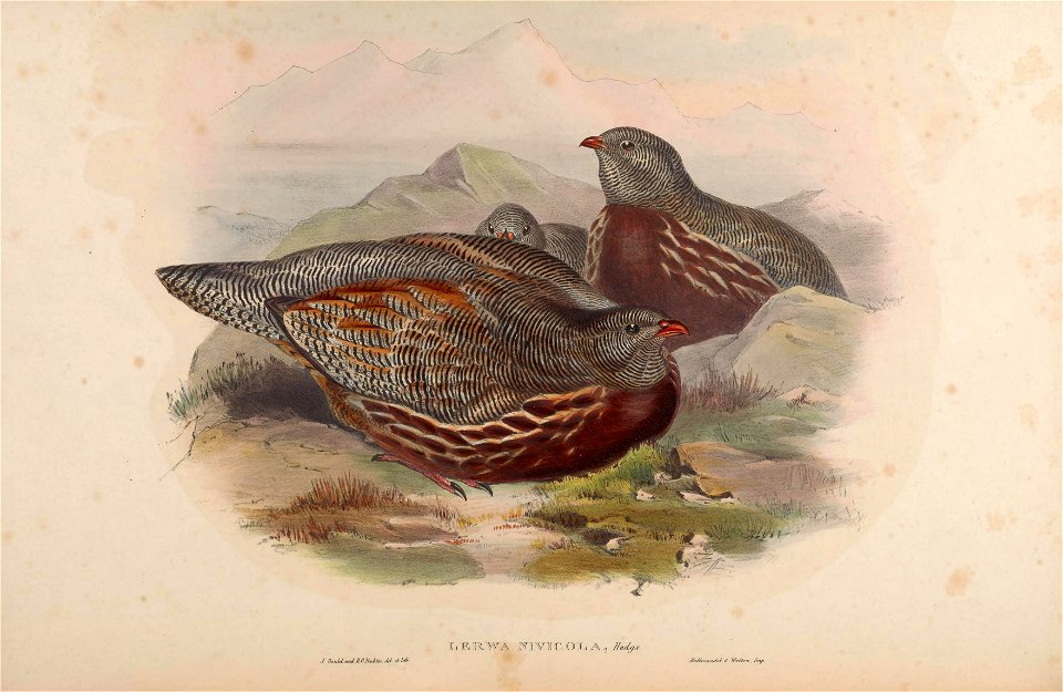 BirdsAsiaJohnGoVIGoul 0308