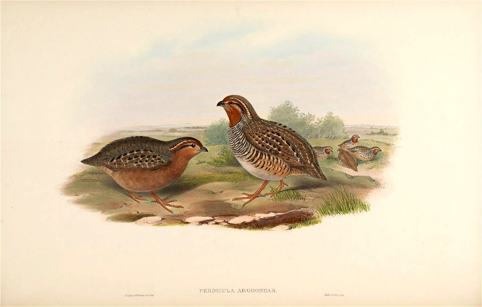 BirdsAsiaJohnGoVIIGoul 0028