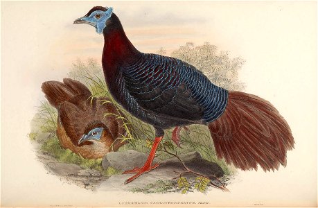 BirdsAsiaJohnGoVIIGoul 0056