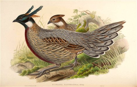 BirdsAsiaJohnGoVIIGoul 0104