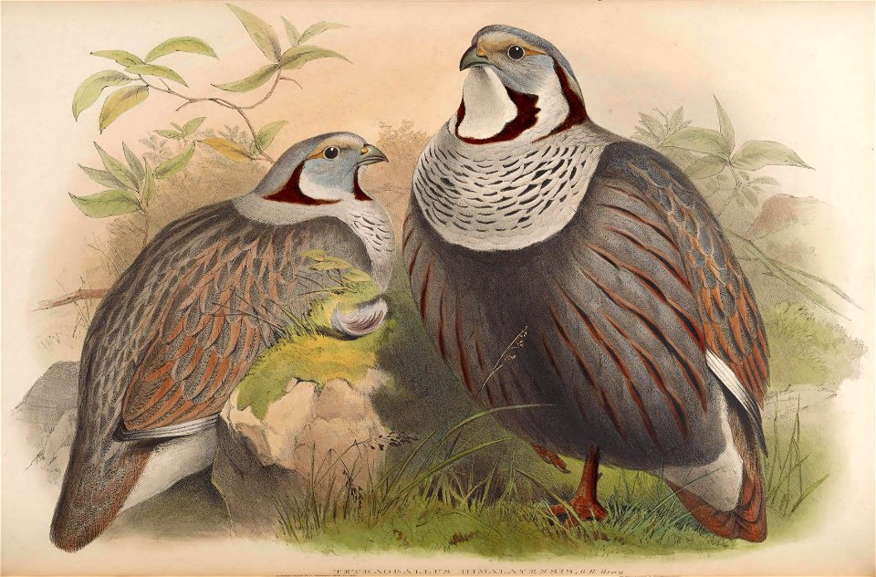 BirdsAsiaJohnGoVIIGoul 0128