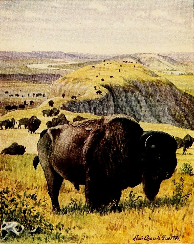 Bison bison by L A Fuertes